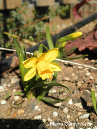 Bulb_Narcissus'Tete-a-tete'.JPG