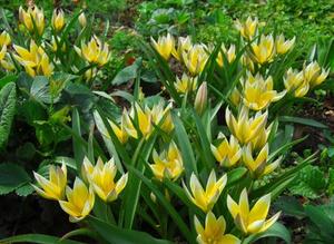 Bulb_Tulipa_tarda'.JPG