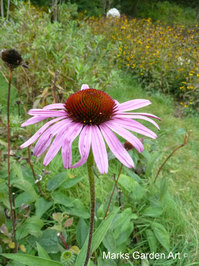 Echinacea2012_02.JPG
