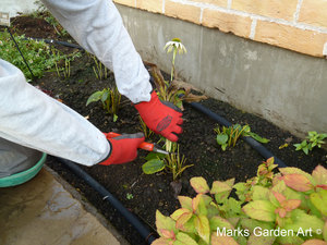Echinacea2012_04.JPG