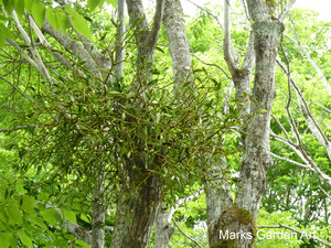 Mistletoe-Hakuba.JPG