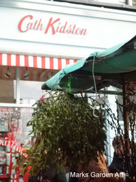 Mistletoe.jpg