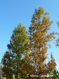 Omiya201211_03.JPG