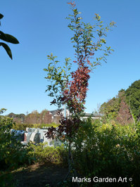 Omiya201211_04.JPG