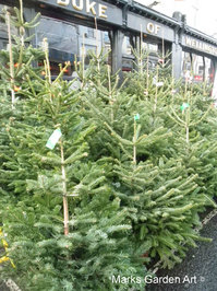 Xmas-tree_03.jpg