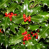 holly.jpg
