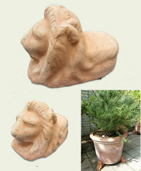 Photo_potfeet_lion.jpg