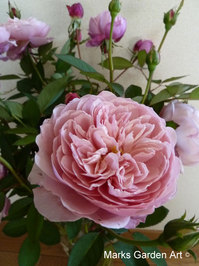Rosa_Queen_Of_Sweden_01.JPG