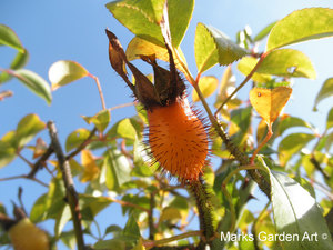 Rose_hips_01.jpg