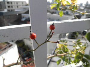 Rose_hips_02.jpg