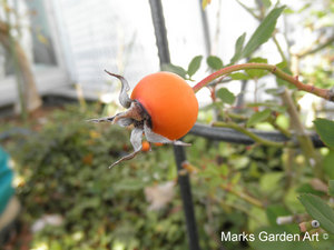 Rose_hips_03.jpg