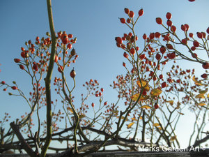 Rose_hips_04.jpg