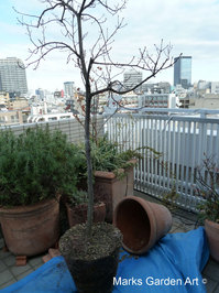 Changing_pot_02.JPG