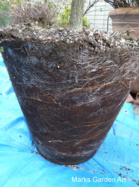 Changing_pot_03.JPG