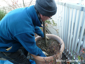 Changing_pot_06.JPG