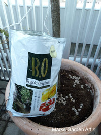 Changing_pot_08.JPG