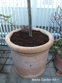 Changing_pot_09.JPG