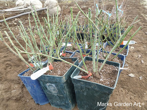 Hana-no-Chikara-Project_2013_04.JPG