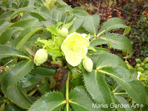 Helleborus_argutifolius_01.JPG