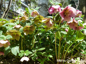 Helleborus_orientalis_01.JPG