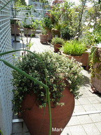 BalconyPots2013_01.JPG