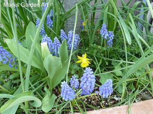 BalconyPots2013_03.JPG