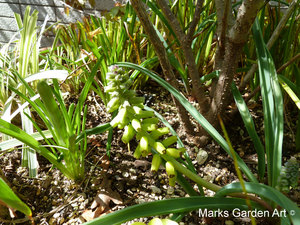BalconyPots2013_04.JPG