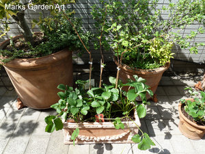 BalconyPots2013_05.JPG