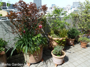 BalconyPots2013_06.JPG
