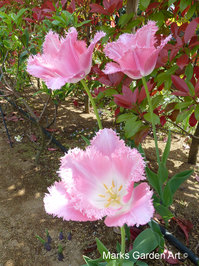 Ebina_201304_05.JPG