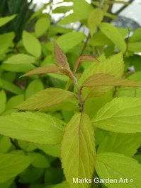 Ebina_201304_06.JPG