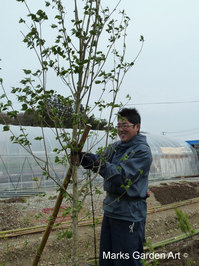 Hana-no-Chikara-Project_2013_18.JPG