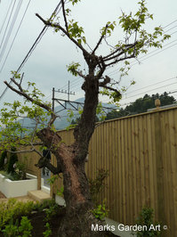 Chichibu201304_05.JPG