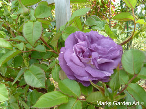 Rosa_Blue_for_You_01.JPG