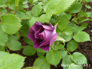 Rosa_Blue_for_You_03.JPG