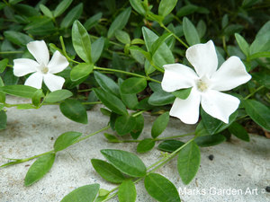 Tokorozawa-201305_03.JPG