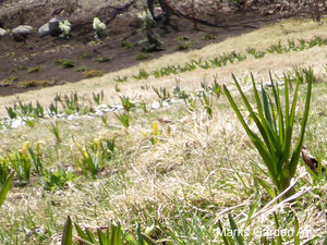 Hakuba_201305_06.JPG