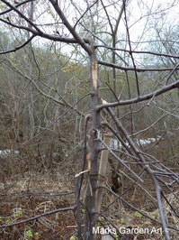 Hakuba_201305_09.JPG