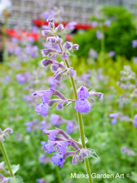 Hakuba_201306_21.JPG