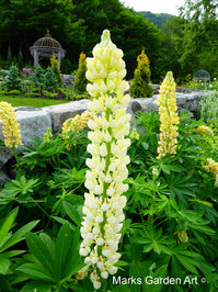 Hakuba_201306_25.JPG