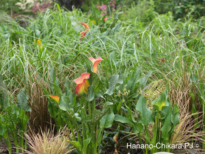 Hana-no-Chikara-Project_2013_29.JPG