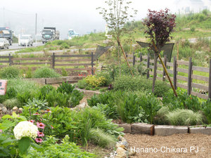 Hana-no-Chikara-Project_2013_30.JPG