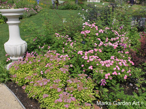 Rosa_'Raubritter'_01.JPG