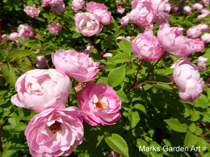 Rosa_'Raubritter'_02.JPG