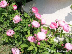 Rosa_'Raubritter'_03.JPG