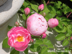 Rosa_'Raubritter'_04.JPG