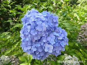 Hydrangea_201309_01.JPG