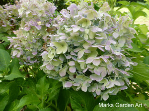Hydrangea_201309_02.JPG