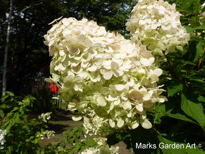 Hydrangea_201309_03.JPG