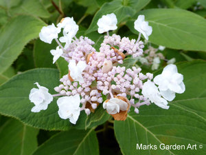 Hydrangea_201309_04.JPG